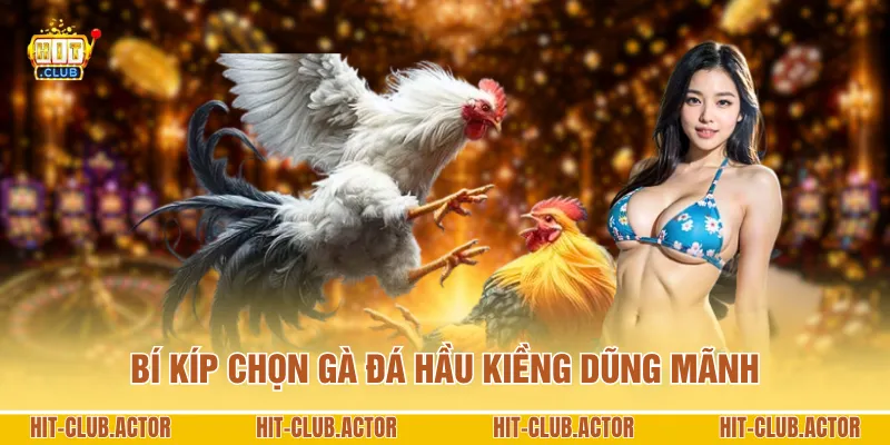 Bí kíp chọn gà đá Hầu Kiềng dũng mãnh