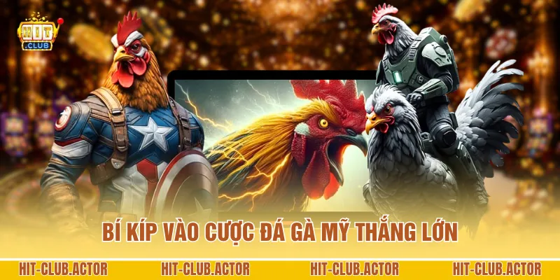 Bí kíp vào cược đá gà Mỹ thắng lớn