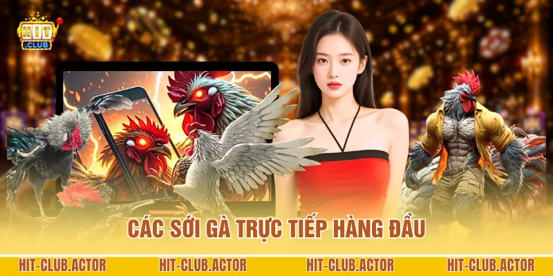 Các sới gà trực tiếp hàng đầu