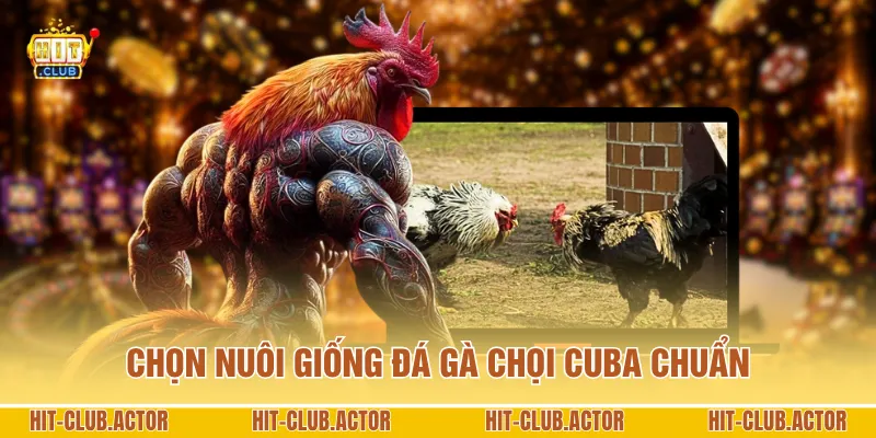 Chọn nuôi giống đá gà chọi Cuba chuẩn