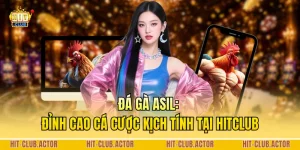 Đá Gà Asil: Đỉnh Cao Cá Cược Kịch Tính Tại HITCLUB