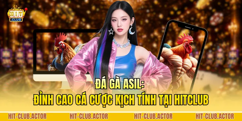 Đá Gà Asil: Đỉnh Cao Cá Cược Kịch Tính Tại HITCLUB