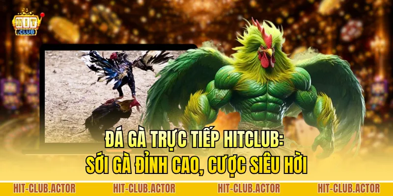 Đá Gà Trực Tiếp HITCLUB: Sới Gà Đỉnh Cao, Cược Siêu Hời