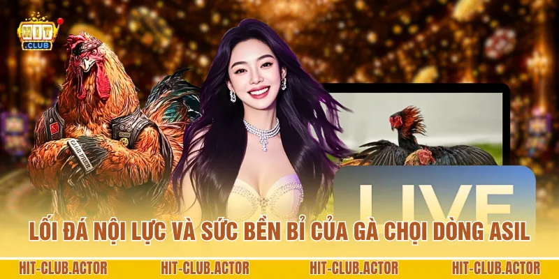 Lối đá nội lực và sức bền bỉ của gà chọi dòng Asil
