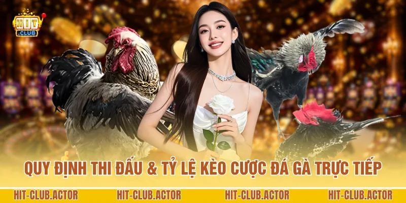 Quy định thi đấu & tỷ lệ kèo cược đá gà trực tiếp