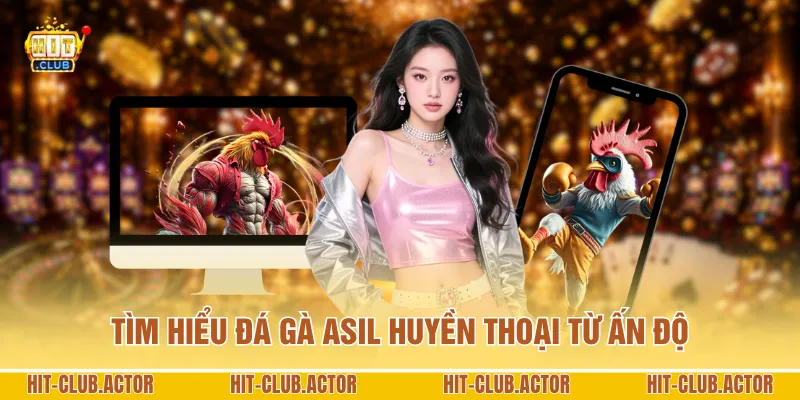 Tìm hiểu đá gà Asil huyền thoại từ Ấn Độ