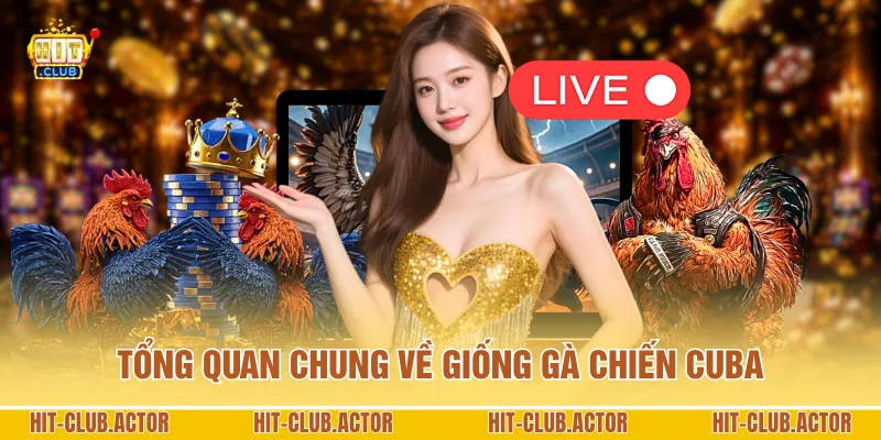 Tổng quan chung về giống gà chiến Cuba